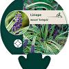 Liriope muscari 'Variegata' Pot 9 cm