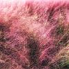Muhlenbergia capillaris Pot 9 cm