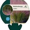 Muhlenbergia capillaris Pot 9 cm