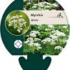 Myrrhis odorata Pot 9 cm