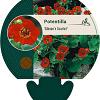 Potentilla 'Gibson's Scarlet' Pot 9 cm