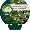 Pulmonaria off. 'Sissinghurst White Pot 9 cm