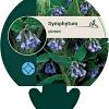 Symphytum azureum Pot 9 cm