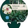 Verbascum chaixii 'Album' Pot 9 cm