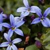 Isotoma fluviatilis 'County Park' Pot 9 cm