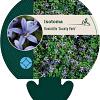 Isotoma fluviatilis 'County Park' Pot 9 cm