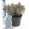 Andromeda polifolia 'Blue Ice' Pot 2 Liter