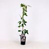Clematis arm. 'Apple Blossom' Pot 2 Liter80 - 100 cm
