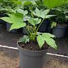Fatsia japonica Pot 5 Liter 