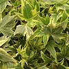 Hedera hel. 'Yellow Ripple' Pot 3 Liter 