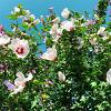Hibiscus syriacus Pot 70 Liter 175 - 200 cm