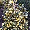 Ilex altacl. 'Golden King' Pot 5 Liter 