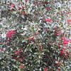 Ilex aq. 'Alaska' Pot 5 Liter 60 - 80 cm