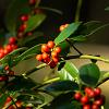 Ilex aq. 'J.C. van Tol' Pot 5 Liter 60 - 80 cm