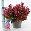 Leucothoe 'Zeblid' Pot 3 Liter 