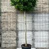 Liquidambar s. 'Gum Ball' Hoogstam (Stamomtrek 20-25 cm)