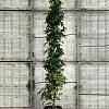 Liquidambar s. 'SlenderSilhouette' Pot 30 Liter 200 - 250 cm
