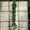 Liquidambar s. 'SlenderSilhouette' Pot 50 Liter 250 - 300 cm