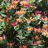 Lonicera henryi 'Copper Beauty' Pot 2 Liter70 - 80 cm
