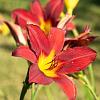 Hemerocallis 'Autumn Red' Pot 9 cm
