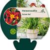 Hemerocallis 'Autumn Red' Pot 9 cm