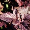 Physocarpus opulif. Lady in Red Pot 3 Liter 