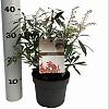 Pieris 'Flaming Silver' Pot 5 Liter 
