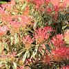 Pieris 'Forest Flame' Pot 2 Liter