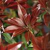 Pieris jap. 'Red Mill' Pot 5 Liter 