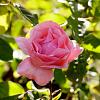 Rosa (F) 'Queen Elizabeth' stam 90 cm