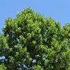 Tilia europaea 'Pallida' Stam 200 cm (Stamomtrek 12-14 cm) Leivorm