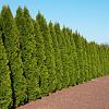 Thuja occ. 'Smaragd' In pot 60 - 80 cm
