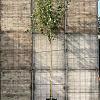 Malus d. 'Elstar' Hoogstam (Stamomtrek 10-12 cm)