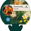 Hemerocallis 'Frans Hals' Pot 9 cm
