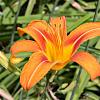 Hemerocallis 'Frans Hals' Pot 9 cm