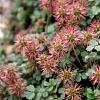 Acaena microphylla Pot 9 cm