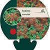 Acaena microphylla Pot 9 cm
