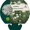 Achillea m. 'Schneetaler' Pot 9 cm