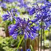 Agapanthus 'Navy Blue' Pot 9 cm