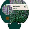 Agastache 'After Eight' Pot 9 cm
