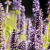 Agastache 'After Eight' Pot 9 cm