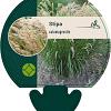 Stipa calamagrostis Pot 9 cm