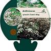 Anthriscus sylvestris 'Ravenswing' Pot 9 cm