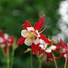Aquilegia 'Crimson Star' Pot 9 cm
