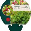 Aquilegia 'Crimson Star' Pot 9 cm