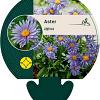 Aster alpinus Pot 9 cm