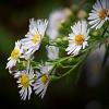 Aster (D) 'Apollo' Pot 9 cm