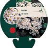 Aster (D) 'Apollo' Pot 9 cm