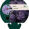 Aster 'Little Carlow' Pot 9 cm