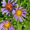 Aster 'Little Carlow' Pot 9 cm